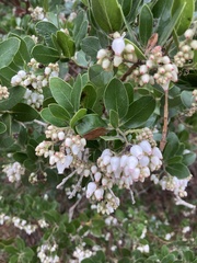 Arctostaphylos insularis