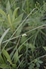 Campylacantha olivacea