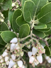 Arctostaphylos insularis