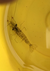 Palaemon serenus