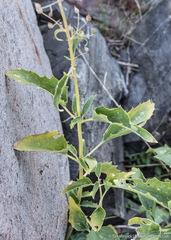 Scrophularia desertorum