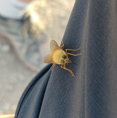 Parosca viridiventris