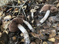 Agaricus boisseletii