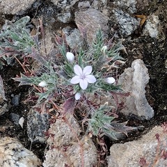 Langloisia setosissima setosissima