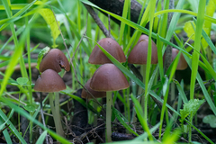 Parasola conopilea