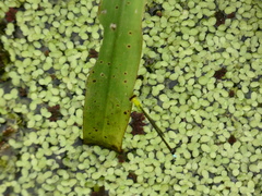 Ischnura capreolus