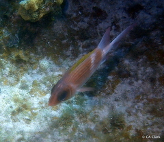 Holocentrus adscensionis