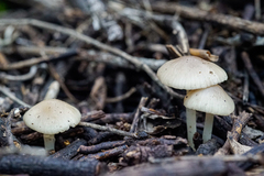 Candolleomyces candolleanus