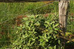 Pluchea carolinensis