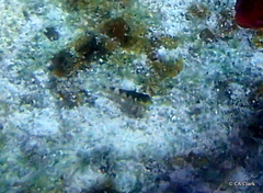 Malacoctenus triangulatus