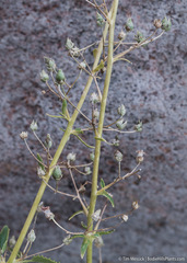Scrophularia desertorum