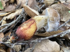 Hypomyces microspermus