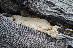 Fungi