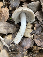 Coprinopsis uliginicola