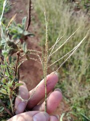 Dichanthium annulatum annulatum