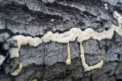 Fungi