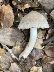 Coprinopsis uliginicola