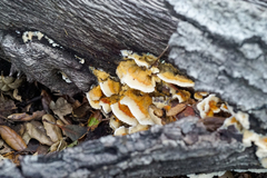 Fungi