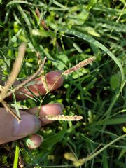 Paspalum fimbriatum