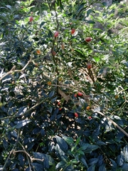 Capsicum annuum glabriusculum