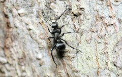 Polyrhachis daemeli