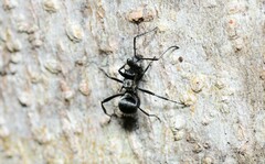 Polyrhachis daemeli