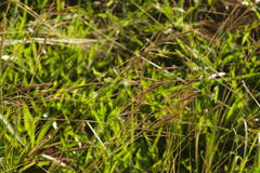 Bothriochloa bladhii