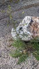 Sisymbrium altissimum