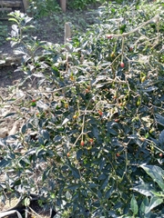 Capsicum annuum glabriusculum
