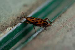 Metamasius hemipterus