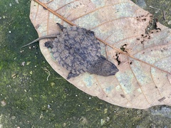 Chelydra acutirostris