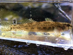 Etheostoma podostemone