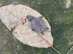 Chelydra acutirostris