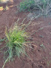 Bothriochloa bladhii