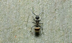 Polyrhachis aurea
