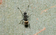 Polyrhachis aurea