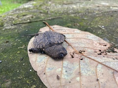 Chelydra acutirostris