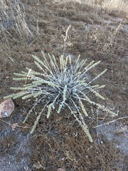 Marrubium