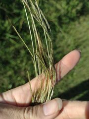 Bothriochloa pertusa