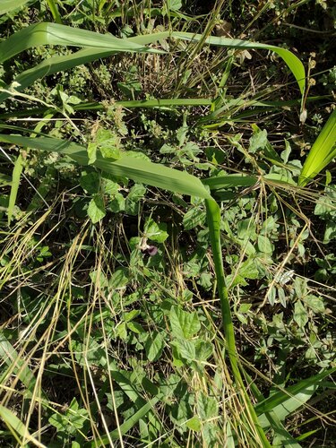 Macroptilium atropurpureum observed 2022-12-26