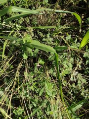 Macroptilium atropurpureum