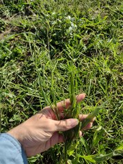 Urochloa plantaginea