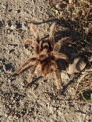 Grammostola rosea