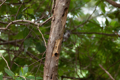 Picumnus albosquamatus