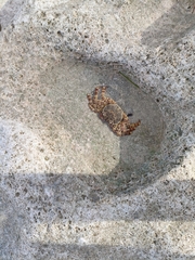Pachygrapsus