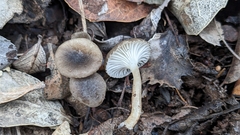 Spodocybe trulliformis