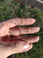 Eragrostis tenuifolia