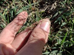 Eragrostis barrelieri