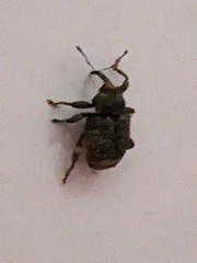 Conotrachelus