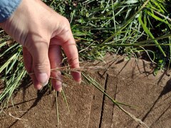 Bothriochloa bladhii